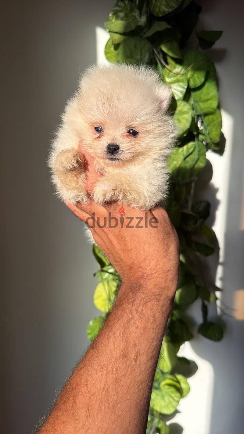 pomeranian 1