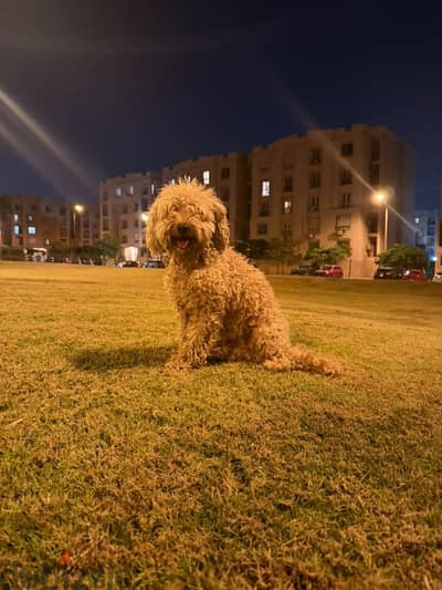 Male creamy poodle 1.5 year