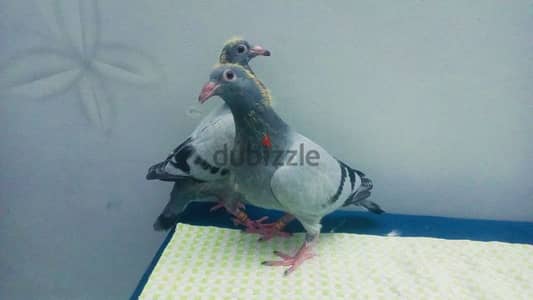 الكفر بولاق الدكرور بعد سلم الإداري