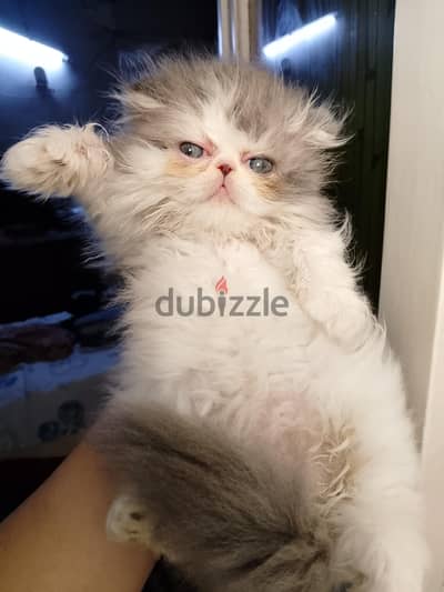 ماشاء الله 