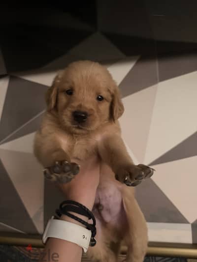 Golden Retriever + Equipment