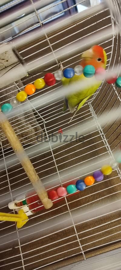 عصفور روز
