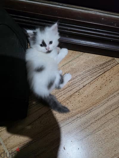 قطه كيتن