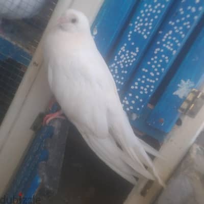 ابيض ورق