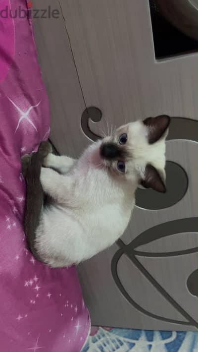 قطه سيامي بيور