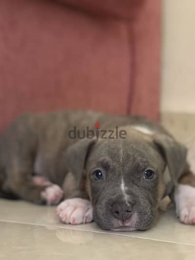 Pidbull dogs
