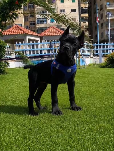 cane corso كاني كورسو