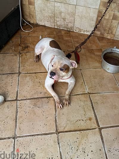 pittbull