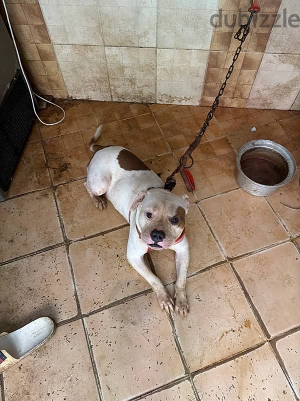 pittbull 1