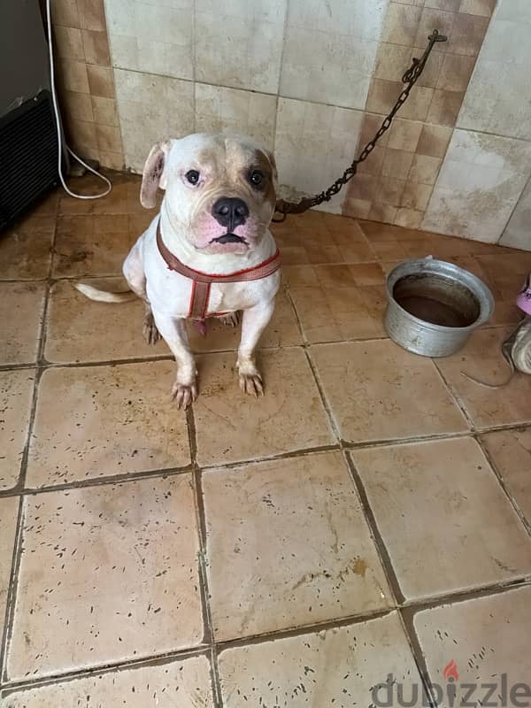 pittbull 2