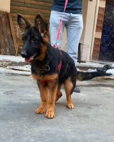 جيرمن شيبرد german shepherd