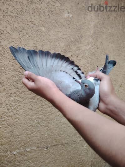 شبه زاجل عليها أربعة