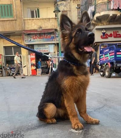 german shepherd جيرمن شيبرد