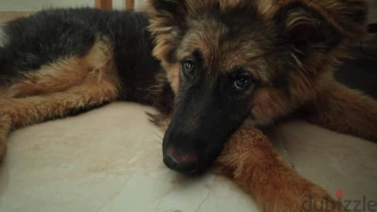 German Shepherd Puppy