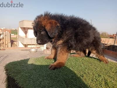 موجود جراوي جيرمن شيبرد لونج هير مستوى