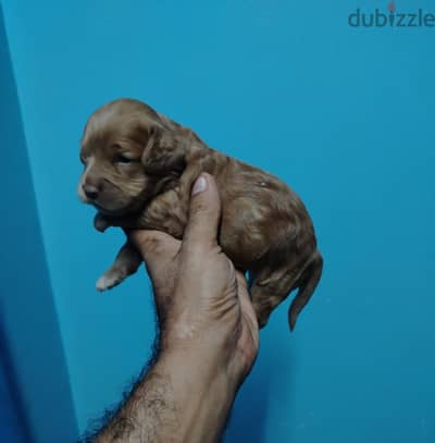 cockapoo