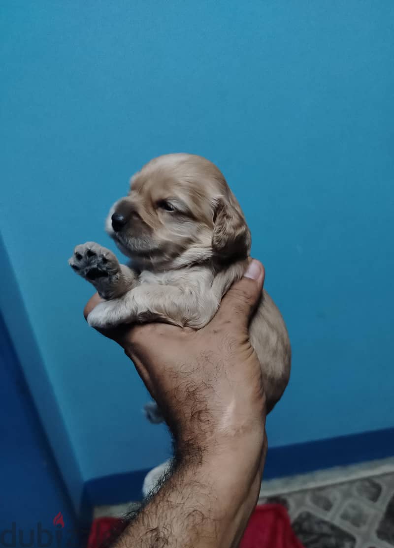 cockapoo 1