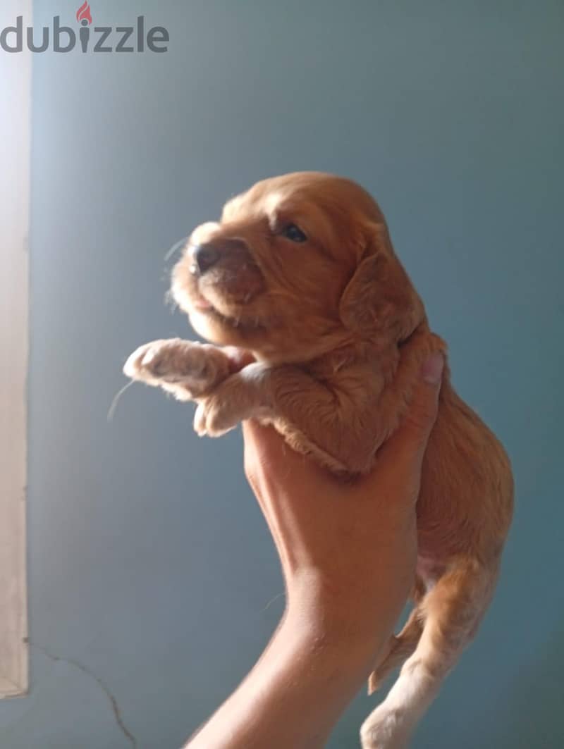 cockapoo 2