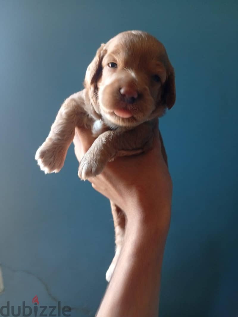 cockapoo 3