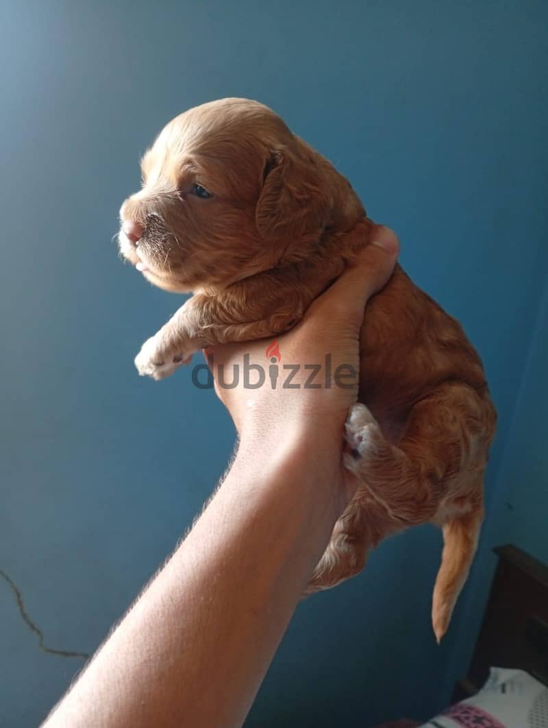 cockapoo 4