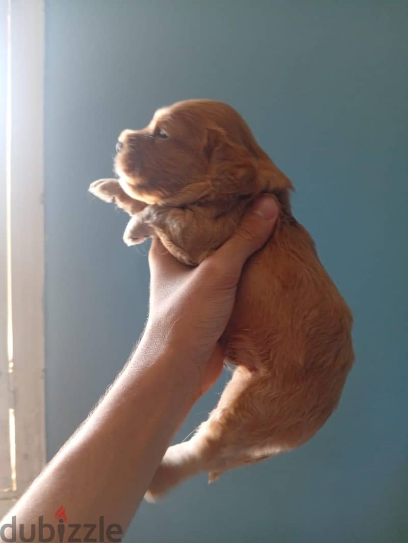 cockapoo 5