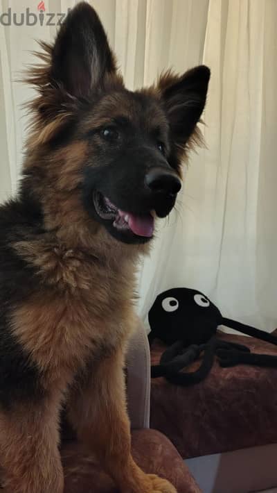 German Shepherd Puppy