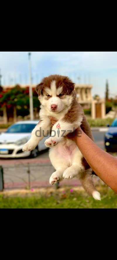 جرو هاسكي huskey
