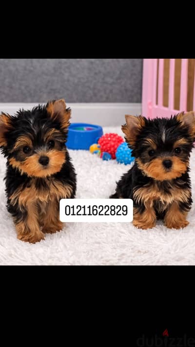 Top quality yorkshire puppies يوركشاير