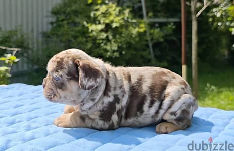 French bulldog boy from Russia