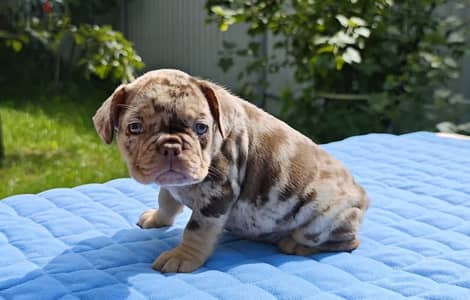 French bulldog boy from Russia