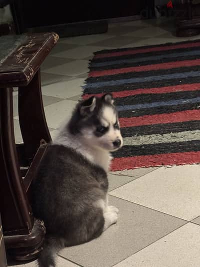 Siberian husky هاسكى سيبيرى