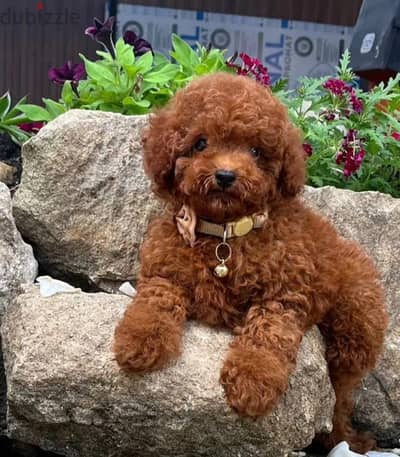 Toy poodle puppy boy from Russia