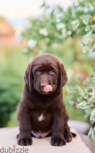 Labrador retriever puppy boy from Russia