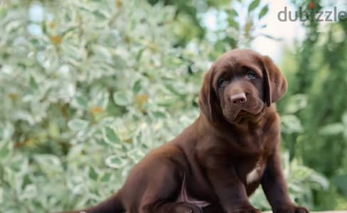Labrador retriever puppy boy from Russia