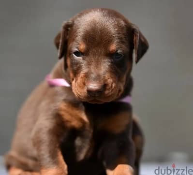 Doberman puppy female from Russia