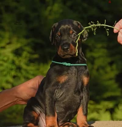 Doberman puppy female from Russia