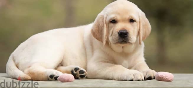 Labrador retriever puppy female from Russia