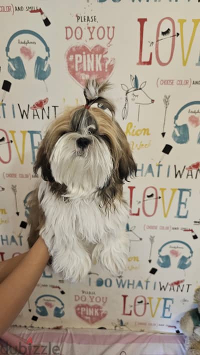 High quality Shih Tzu female شيتزو مستوى عالى