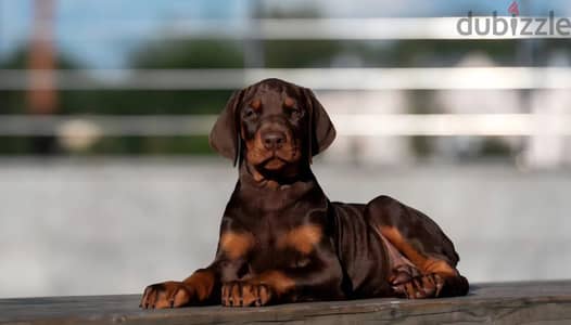 Doberman puppy boy from Russia