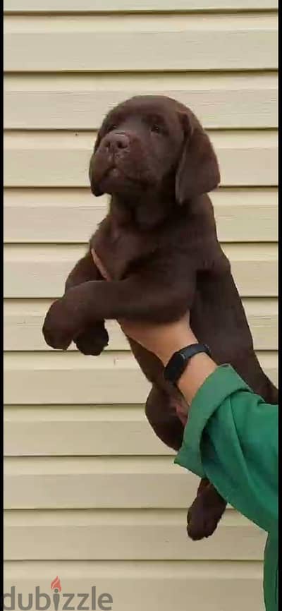 Labrador retriever puppy male from Russia