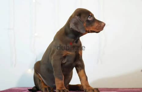 Doberman puppy boy from Russia