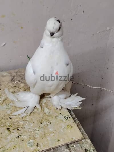 مجموعة حمام وعصافير