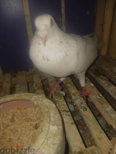 دكر كرزلي شغال