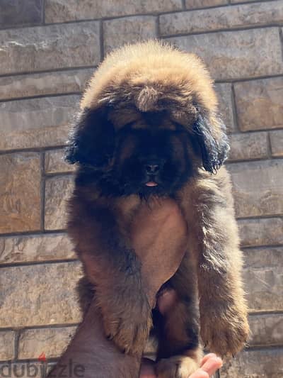 Tabtian mastiff puppies