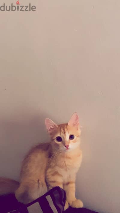 قط عمره ٣ شهور للبيع