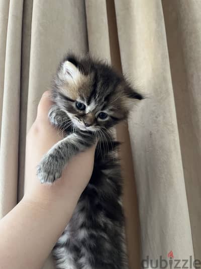 Female siami persian