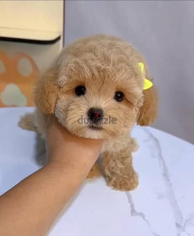 Maltipoo Female puppy  Female