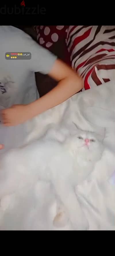 قطة شيراز ب450