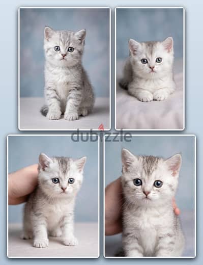 Scottish Fold kitten