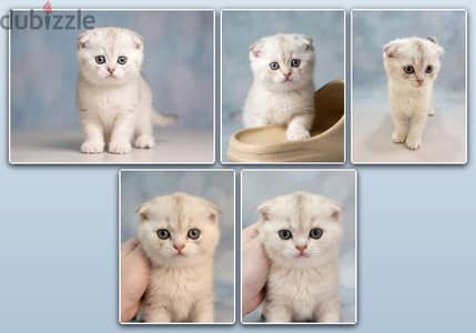 Scottish Fold kitten